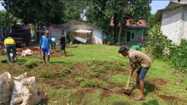Rumput jepang stok ready