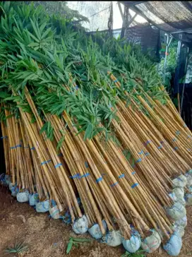 Bambu kuning vanda