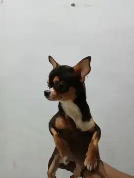 Anakan chiwawa jantan 6 bulan