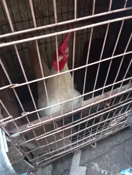 Mau dimahar aja ayam jago putih dari kaki ampe paruh warna putih