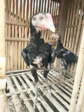 anak ayam Bangkok pamangon sepasang