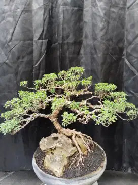 Bonsai santigi small cantik terawat