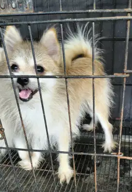 Minipom indukan 2 tahun