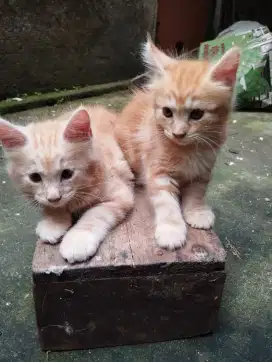 Available kitten mainecoone pure nonped