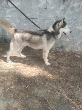 Husky big size big bone