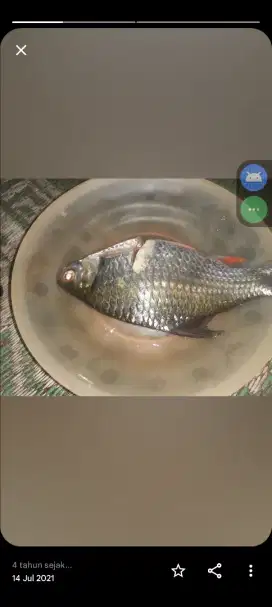 Batu Hiasan Akuarium