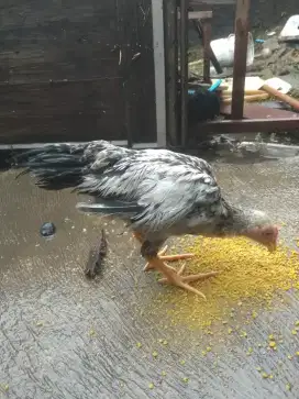 Ayam kampung jago