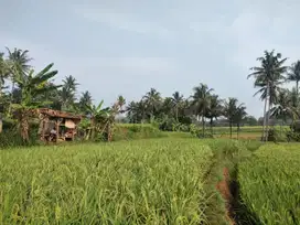 Dijual Sawah 185 m2 - Dekat Paralayang Batu Dua, Sumedang.