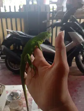 Iguana baby up elsavador