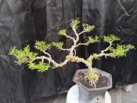 Bonsai saeng sumber small