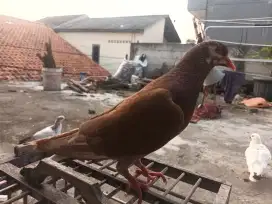 Jual Burung Dara/Merparti sepasang