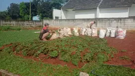 Rumput gajah mini