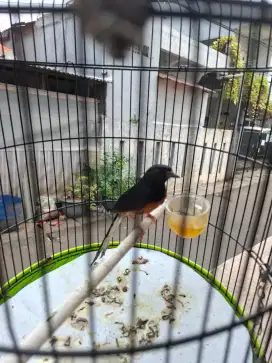 Murai Hutan Lagi Dokor