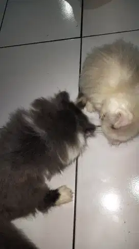 kucing persia medium