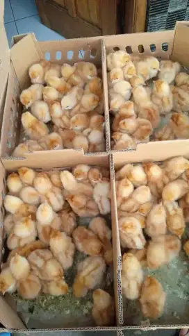 Eceran DOC ayam layer petelur betina - sudah vaksin