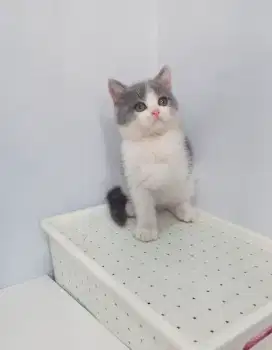 BRITISH SHORTHAIR/BSH BICOLOUR