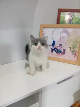 BRITISH SHORTHAIR/BSH