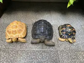 Kura-kura Sulcata Albino, Aldabra, Radiata