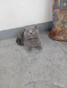BSH/BRITISH SHORTHAIR ABU