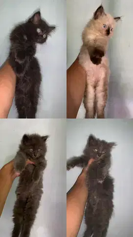 Kucing anggora persia