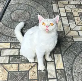 Kucing british shorthair bsh british short hair