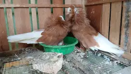 Sepasang jacobin indukan