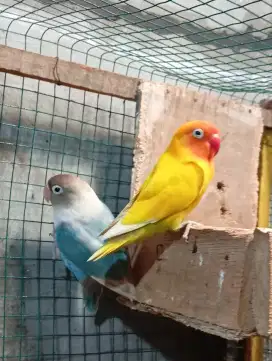 LOVE BIRD SEPASANG CANTIK + GLODOK