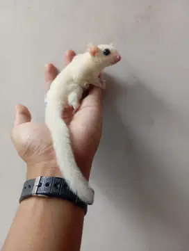 SUGAR GLIDER JANTAN JINAK BERSIH