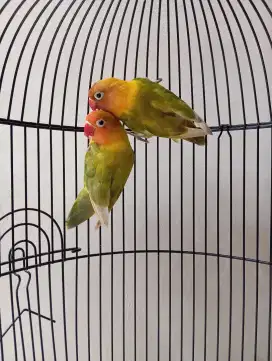 LOVE BIRD SEPASANG CANTIK+GLODOK