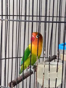 LOVE BIRD CANTIK BELAJAR NGEKEK FULSET