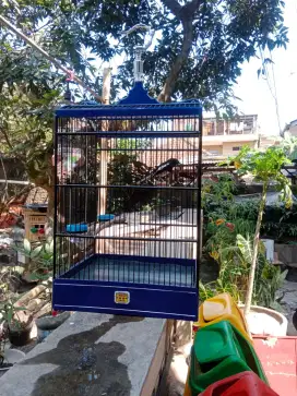 Burung Kacer daput koslet