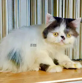 Kucing Kitten Peaknose Extreme Longhair Jantan