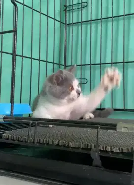 BSH BRITISH SHORTHAIR BICOLOR BETINA