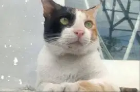 Kucing calico jantan