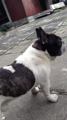 French Bulldog jantan