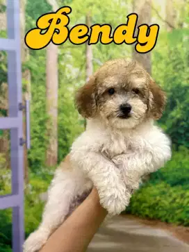 Di Jual Poodle Party Murah Terjangkau