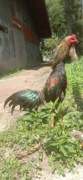 Ayam Pama pakhoy ada shamonya muda mantap tinggi jos Abar 1 x monggo