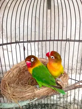 Burung Lovebird