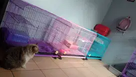 Penitipan Kucing