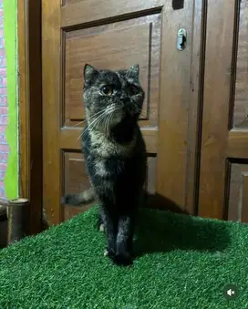 Scottish fold munchkin ns