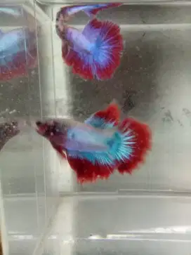 Ikan cupang murah