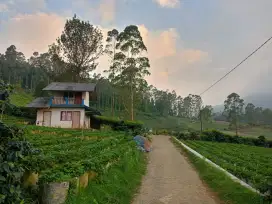 Jual tanah ciwidey