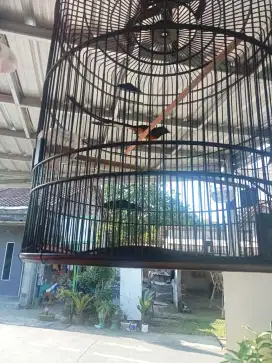 burung murai ekor panjang