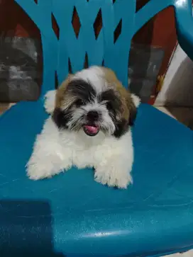shihtzu jantan 3 bulan medan siap pantau