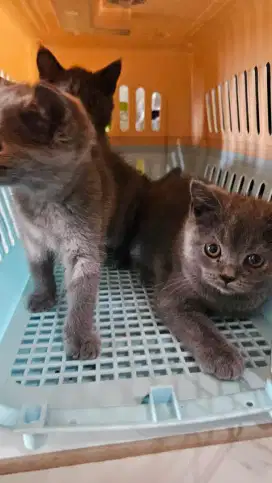 KITTEN BSH KUCING BRITISH SHORT HAIR 3 BULAN SEHAT LINCAH