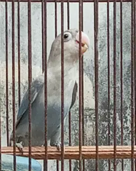 Di jual burung lovebird paud nuktok