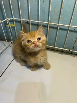 Munchkin british