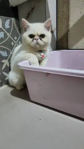 Kucing exotic 6 bulan
