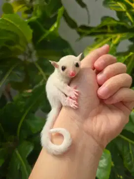 Sugar Glider platmos het caramel