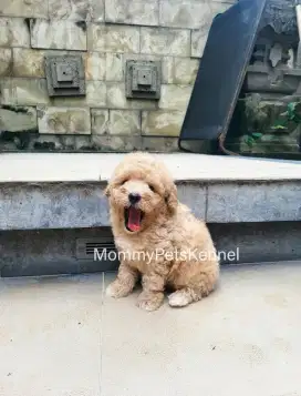 Poodle anjing TERMURAH !!!